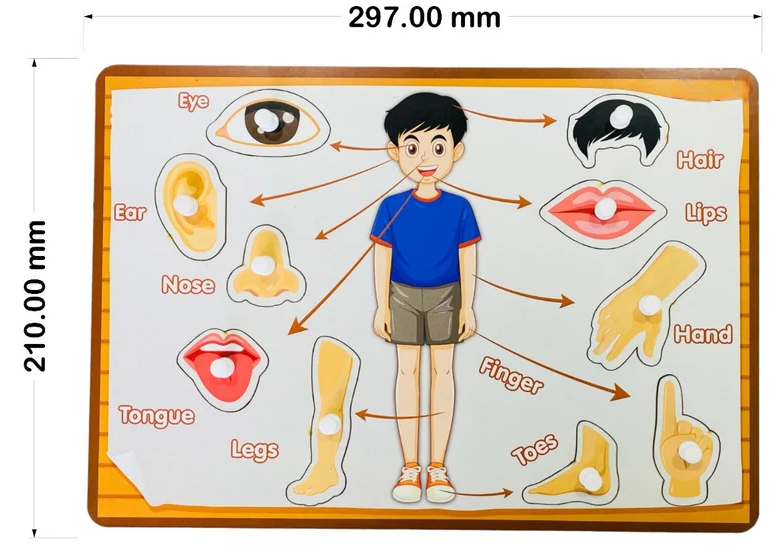 Wooden body parts puzzle board