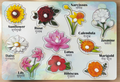 Wooden flowers puzzle board with 10 flowers in English and Hindi