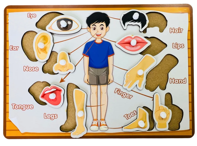 Wooden body parts puzzle board with knobs