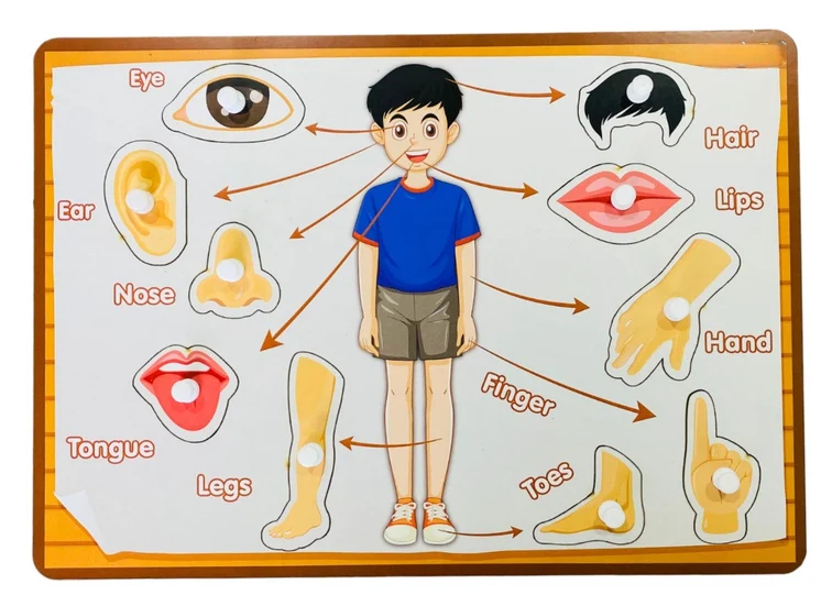 Wooden body parts puzzle board